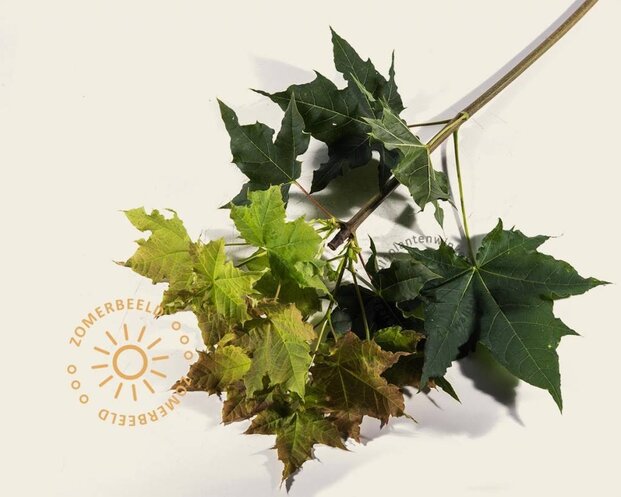 Acer platanoides 'Globosum' - 180 cm stam