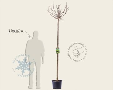 Acer platanoides 'Globosum' - 200 cm stam