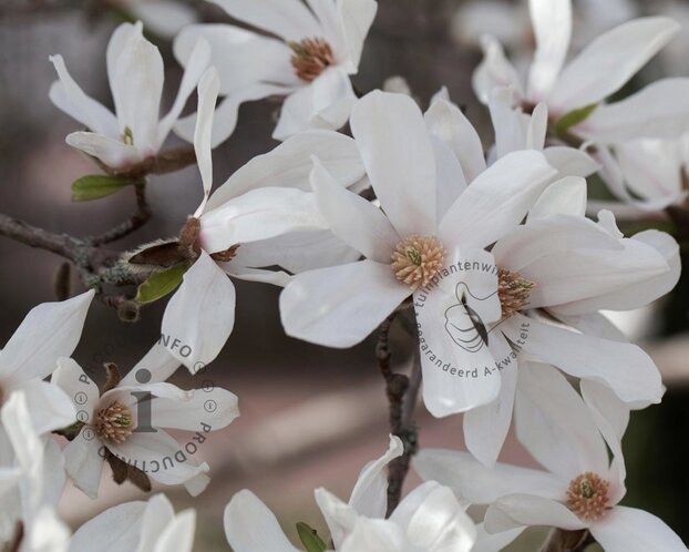 Magnolia kobus