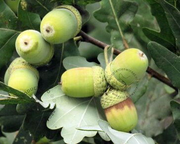 Quercus robur 'Fastigiata Koster'