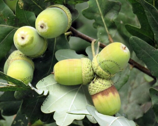 Quercus robur 'Fastigiata Koster'