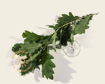 Quercus robur 'Fastigiata Koster'