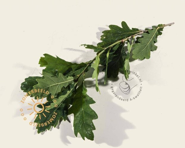 Quercus robur 'Fastigiata Koster'