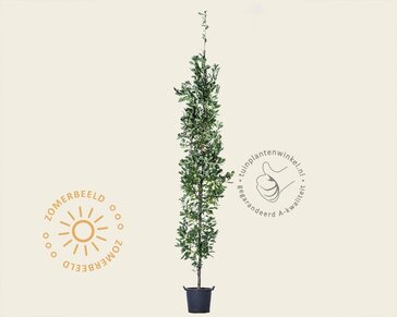 Quercus robur 'Fastigiata Koster'