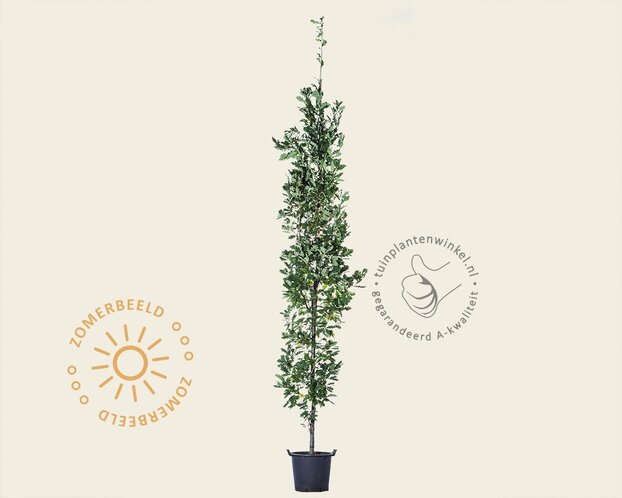 Quercus robur 'Fastigiata Koster'
