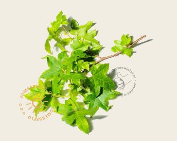 Liquidambar styraciflua - beveerd