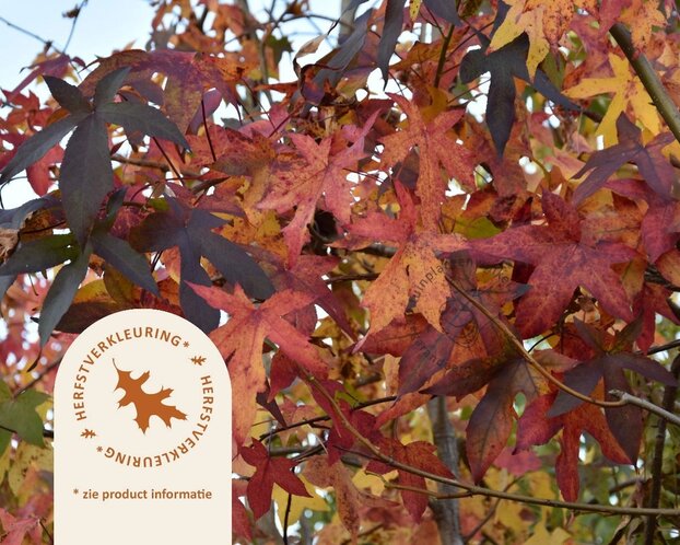 Liquidambar styraciflua - beveerd