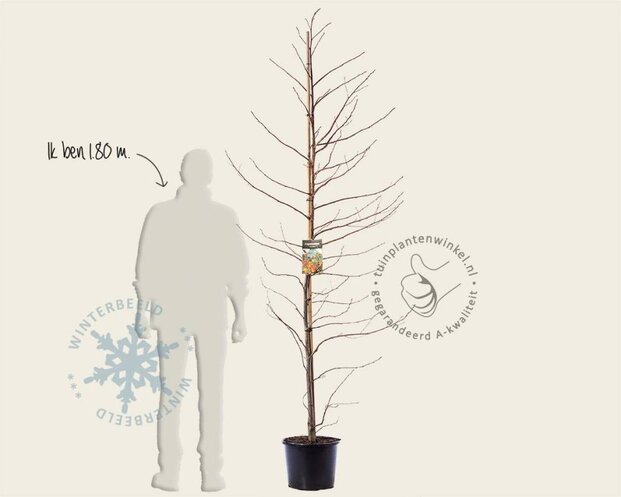 Liquidambar styraciflua - beveerd