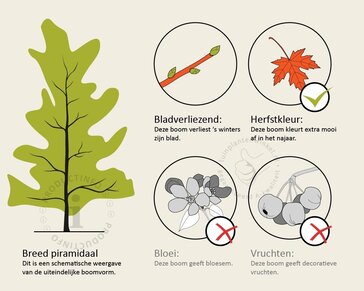 Liquidambar styraciflua - beveerd