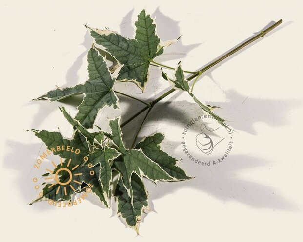 Acer platanoides 'Drummondii'
