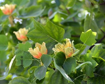 Liriodendron tulipifera