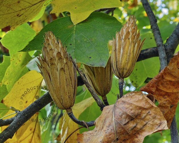Liriodendron tulipifera