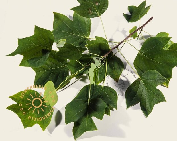 Liriodendron tulipifera