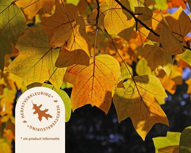 Liriodendron tulipifera