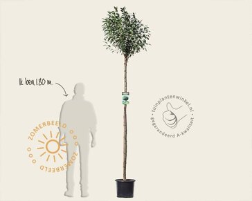 Prunus eminens 'Umbraculifera' - 180 cm stam