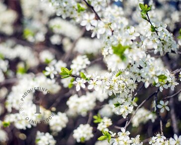 Prunus eminens 'Umbraculifera' - 180 cm stam
