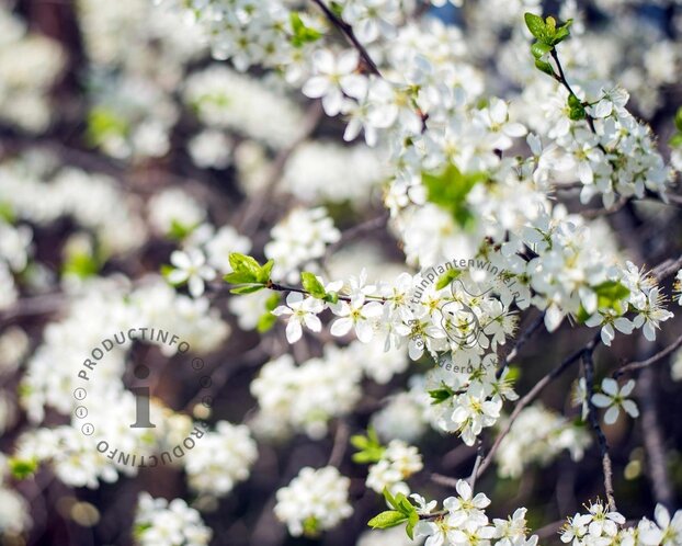 Prunus eminens 'Umbraculifera' - 180 cm stam