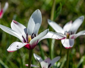 Tulipa clusiana