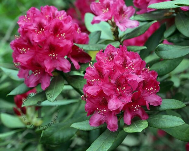 Rhododendron 'Nova Zembla'