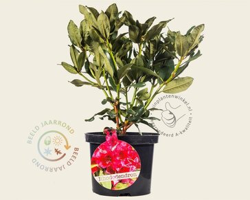 Rhododendron 'Nova Zembla'