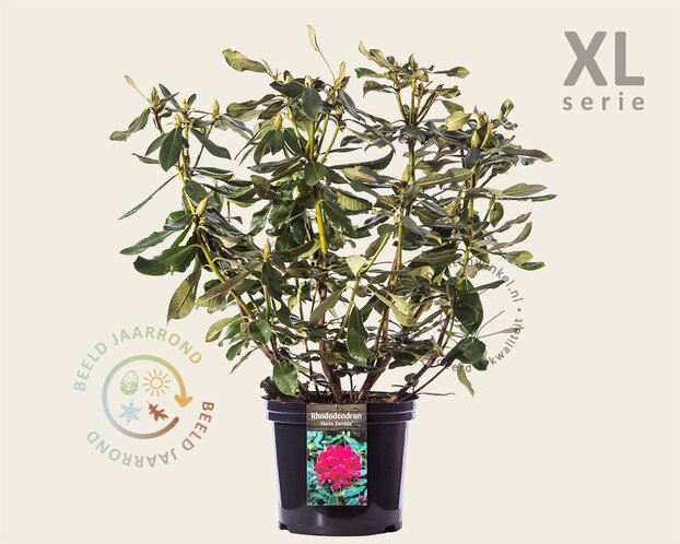 Rhododendron 'Nova Zembla'