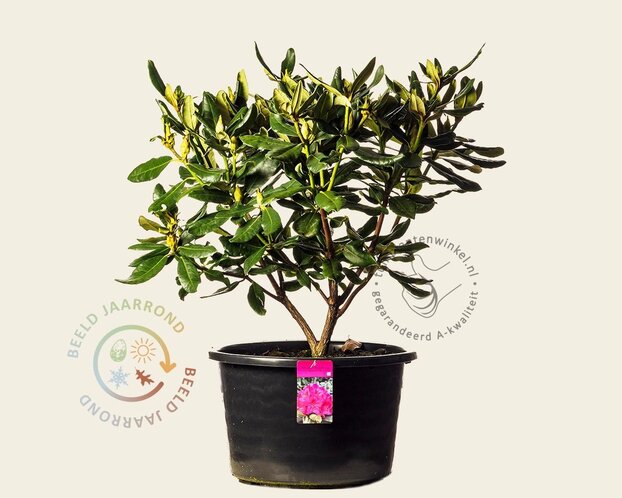 Rhododendron 'Nova Zembla'