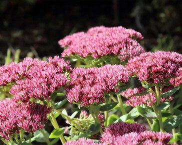 Sedum 'Herbstfreude'