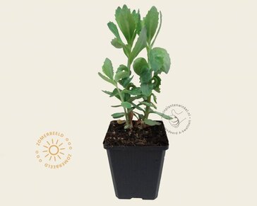 Sedum 'Herbstfreude'