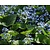 Brunnera macrophylla
