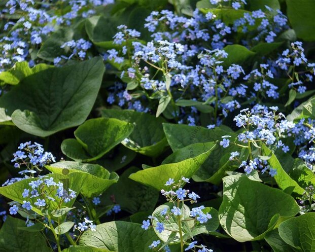 Brunnera macrophylla