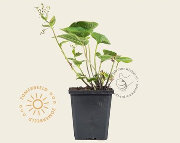 Brunnera macrophylla