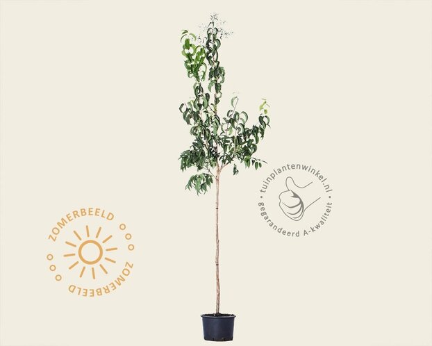 Heptacodium miconioides
