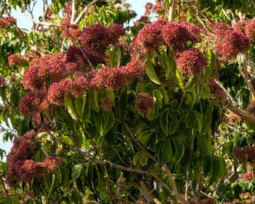 Heptacodium miconioides