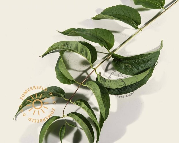 Heptacodium miconioides