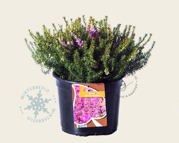 Erica x darleyensis 'Mary Helen'
