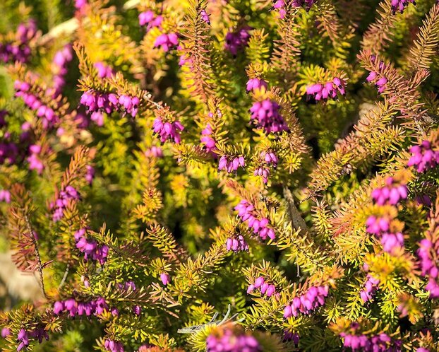 Erica x darleyensis 'Mary Helen'
