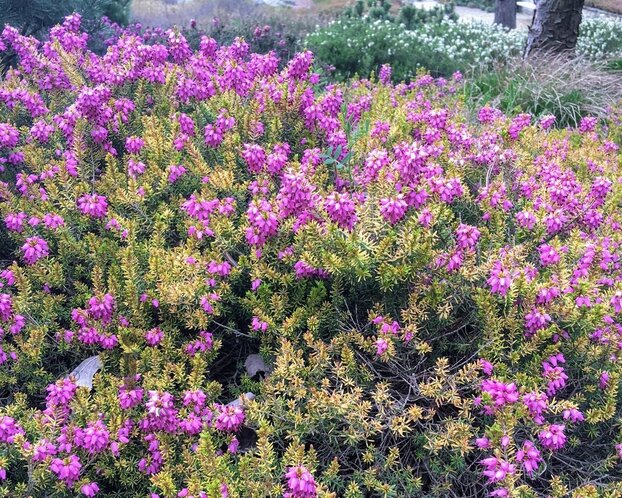 Erica x darleyensis 'Mary Helen'