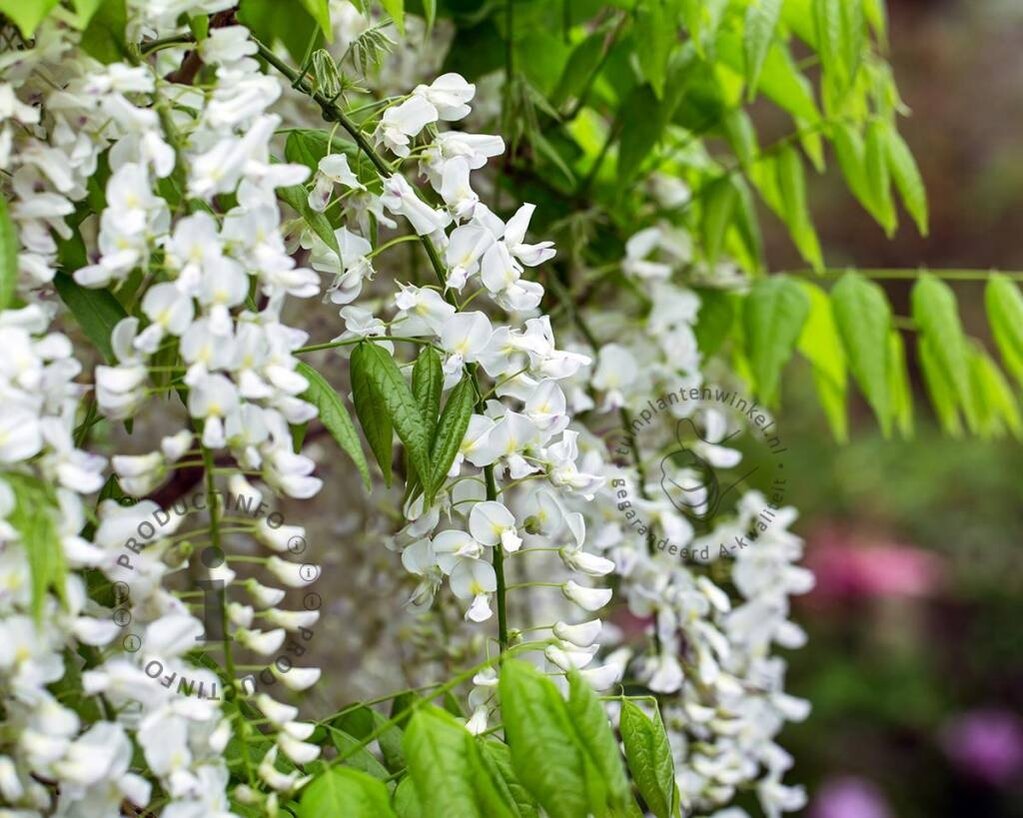 Wisteria sinensis 'Alba'