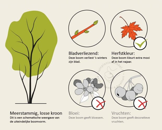 Parrotia persica 'Bella' - beveerd