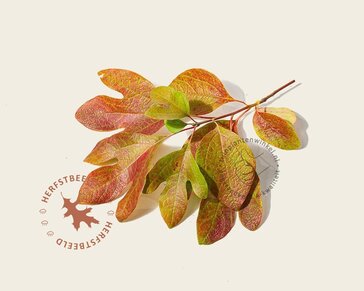 Sassafras albidum