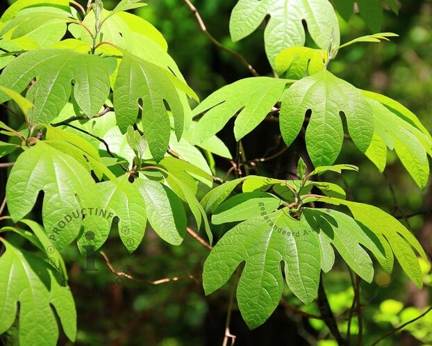 Sassafras albidum
