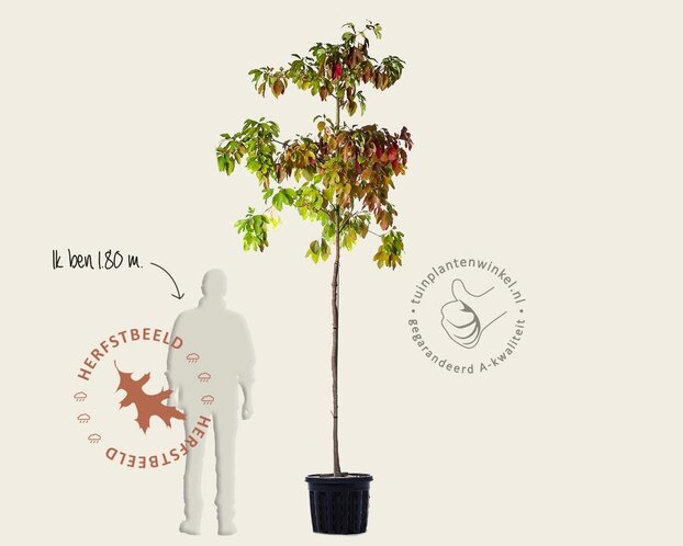 Sassafras albidum