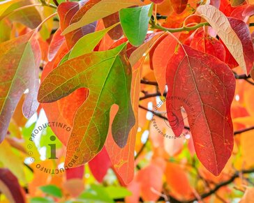 Sassafras albidum