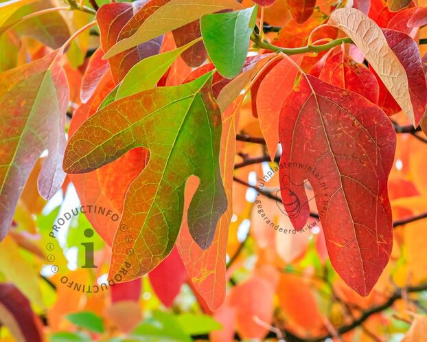 Sassafras albidum