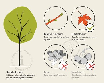 Sassafras albidum