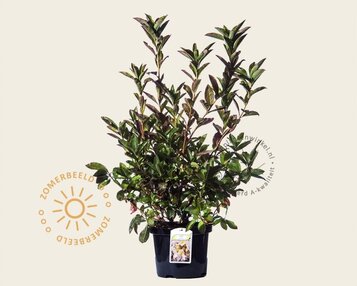 Rhododendron kh. 'Whitethroat' image