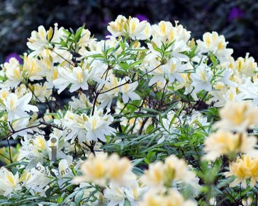 Rhododendron kh. 'White Throat'