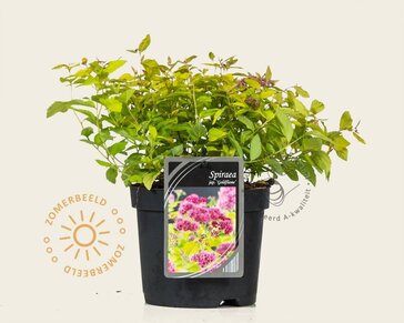 Spiraea japonica 'Goldflame'