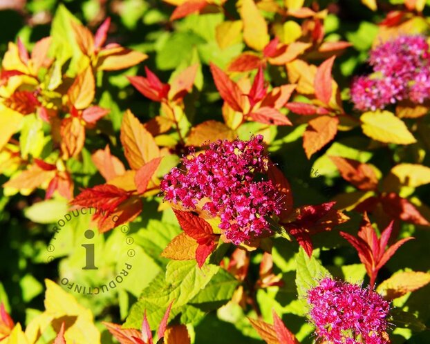 Spiraea japonica 'Goldflame'