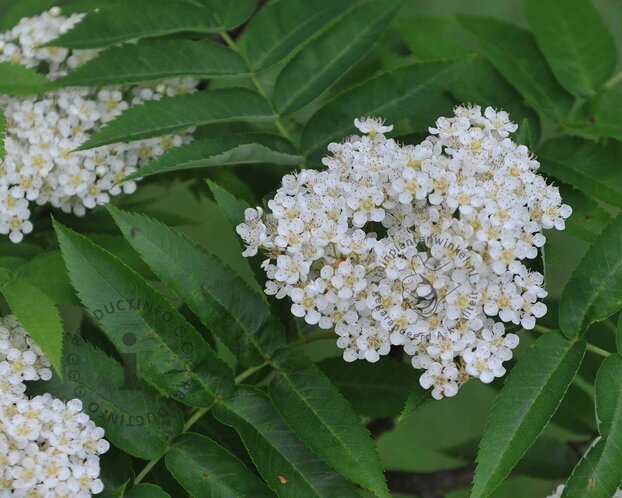 Sorbus commixta 'Fireball'